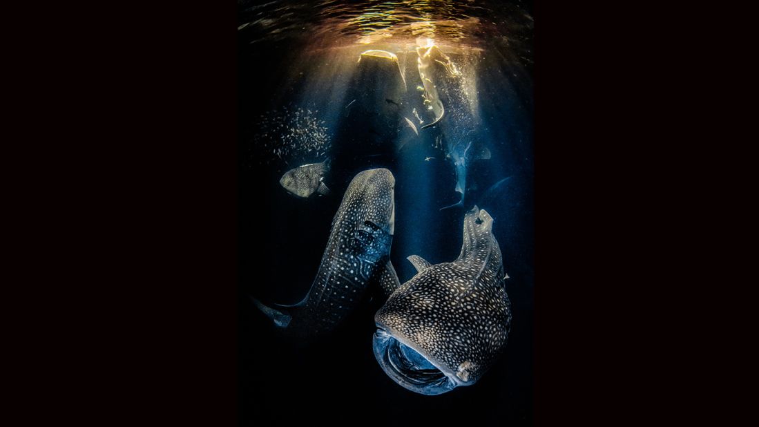 The Marine Conservation award is just one category in the Underwater Photographer of the Year awards. Rafael Fernandez Caballero won the overall competition for his photograph "Giants of the night," which shows whale sharks feeding together at night in the Maldives. "Magic happens in the ocean every day, but if we don't protect the oceans and sharks, these moments will soon be a thing of the past," he wrote with his sumbission. 