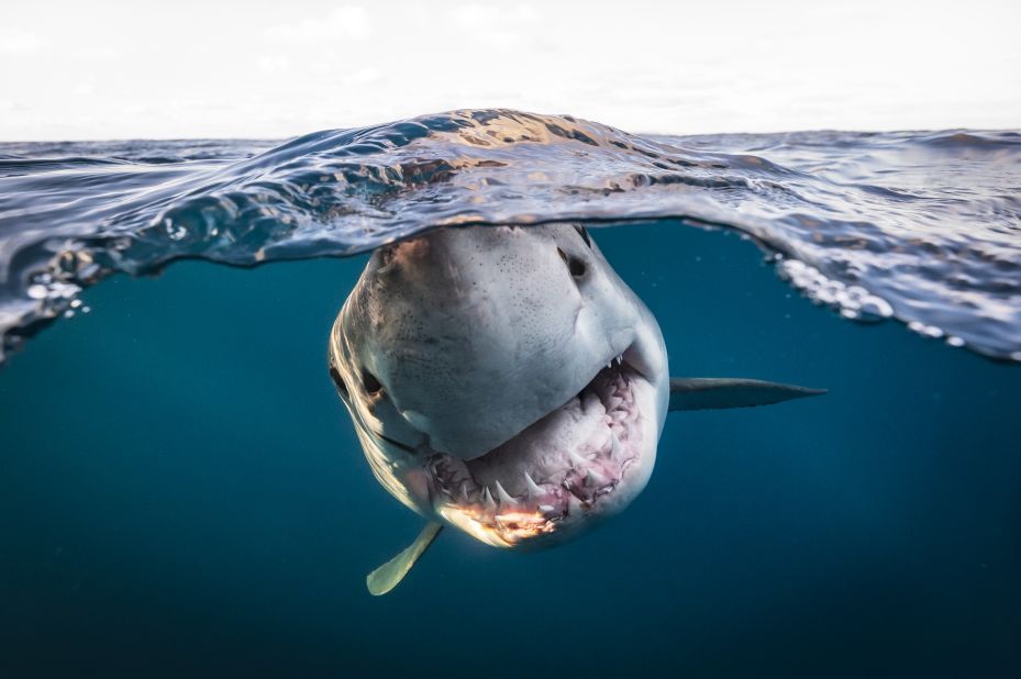 This photograph of a great white shark was taken at the North Neptune Islands in Australia by Matty Smith, earning him the title British Underwater Photographer of the Year 2022. To get the over/under portrait, he constructed a dome port for his camera and a pole and remote trigger in order to safely lower his camera into the water. "Surprisingly, the sharks were instantly attracted to the camera, in fact it was a battle to stop them biting it!" he wrote.