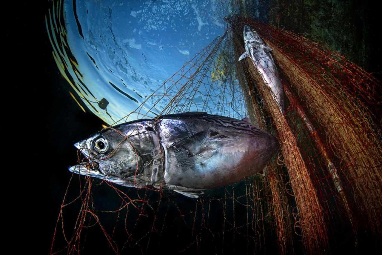 During a dive in the Gulf of Naples, in Italy, Pasquale Vassallo captured the "strength and tenacity" of tuna trying to free themselves from nets. Competition judge Alex Mustard described the photograph as a "powerful composition, showing us the everyday of food production."