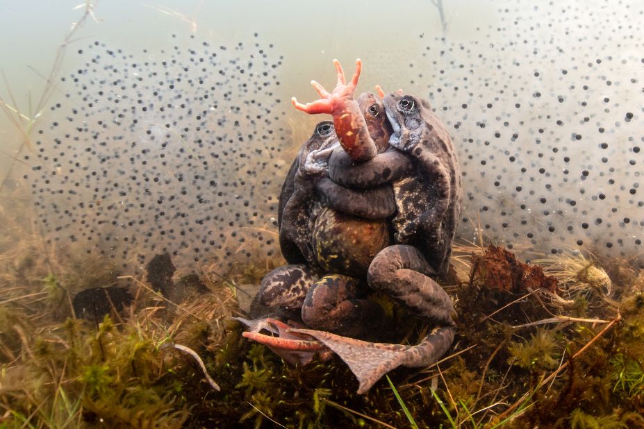 Pekka Tuuri won the "My Backyard" category with this photograph of frogs spawning in a pond near his home in Finland. He spent four days and nights in the pond last year until the frogs became accustomed to him. "The frogs climb on top of my camera, make grunting sounds in my ears and squeeze between my face and the backplate of the camera," he wrote. 