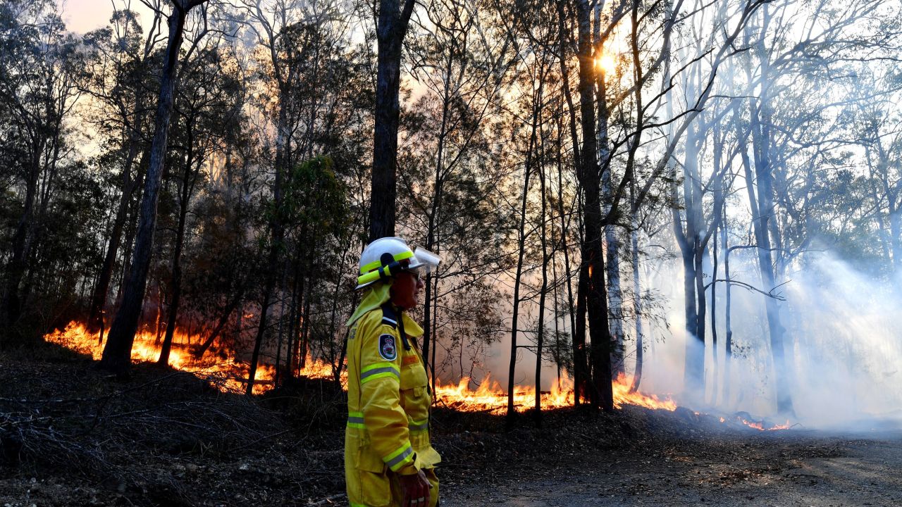 Hundreds of koalas are feared to have burned to death in bushfires on Australia's east coast.