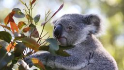 A koala in a outdoor pen at Port Macquarie Koala Hospital on September 14, 2020, in Port Macquarie, Australia. 