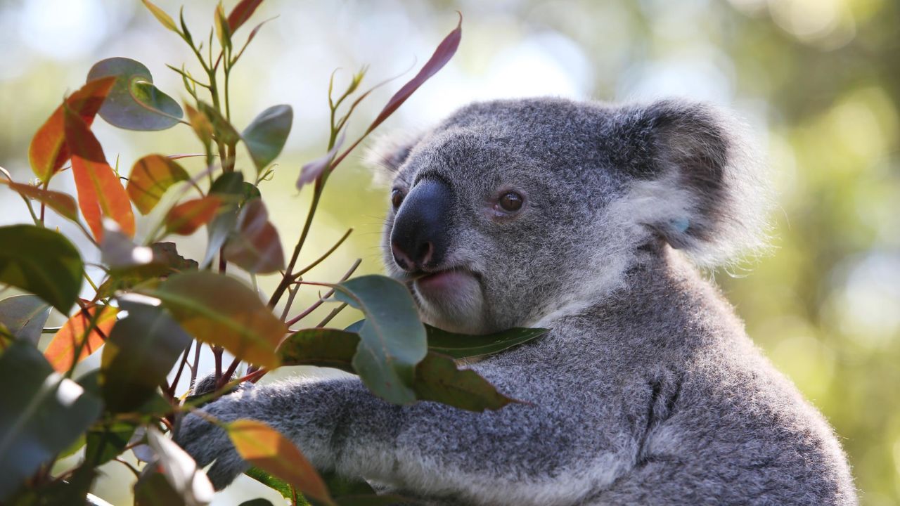 A koala in a outdoor pen at Port Macquarie Koala Hospital in Port Macquarie, Australia on September 14, 2020. 