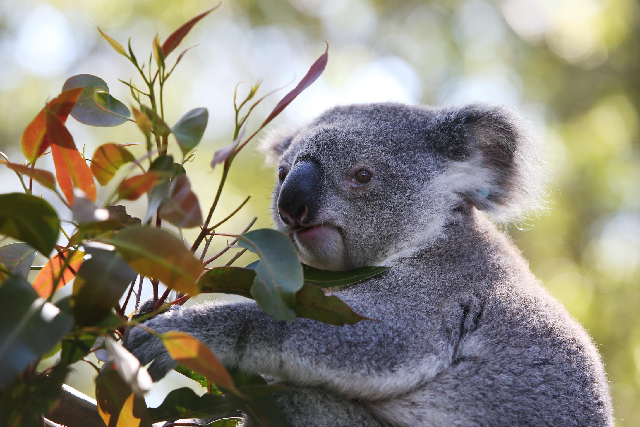 Koalas are both endangered and so plentiful they're causing problems. How'd  that happen?
