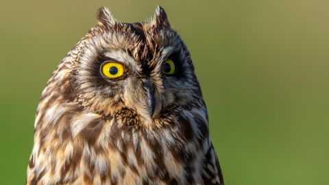 Short-eared owls choose a variety of landscapes to make as their home. 
