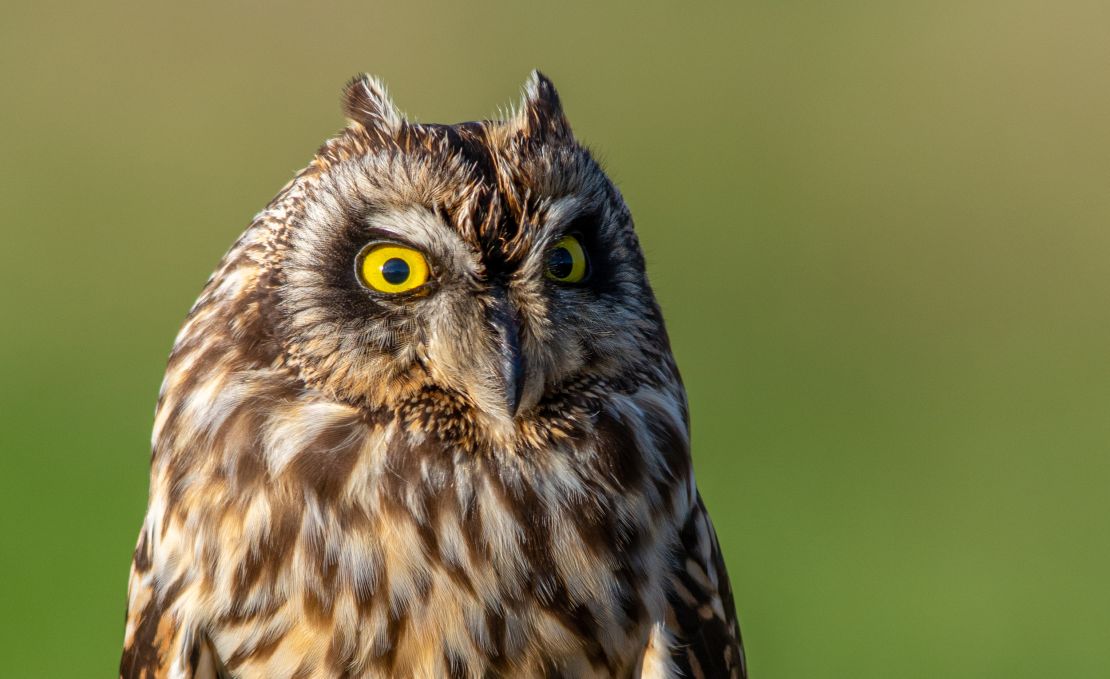 Short-eared owls choose a variety of landscapes to make as their home.
