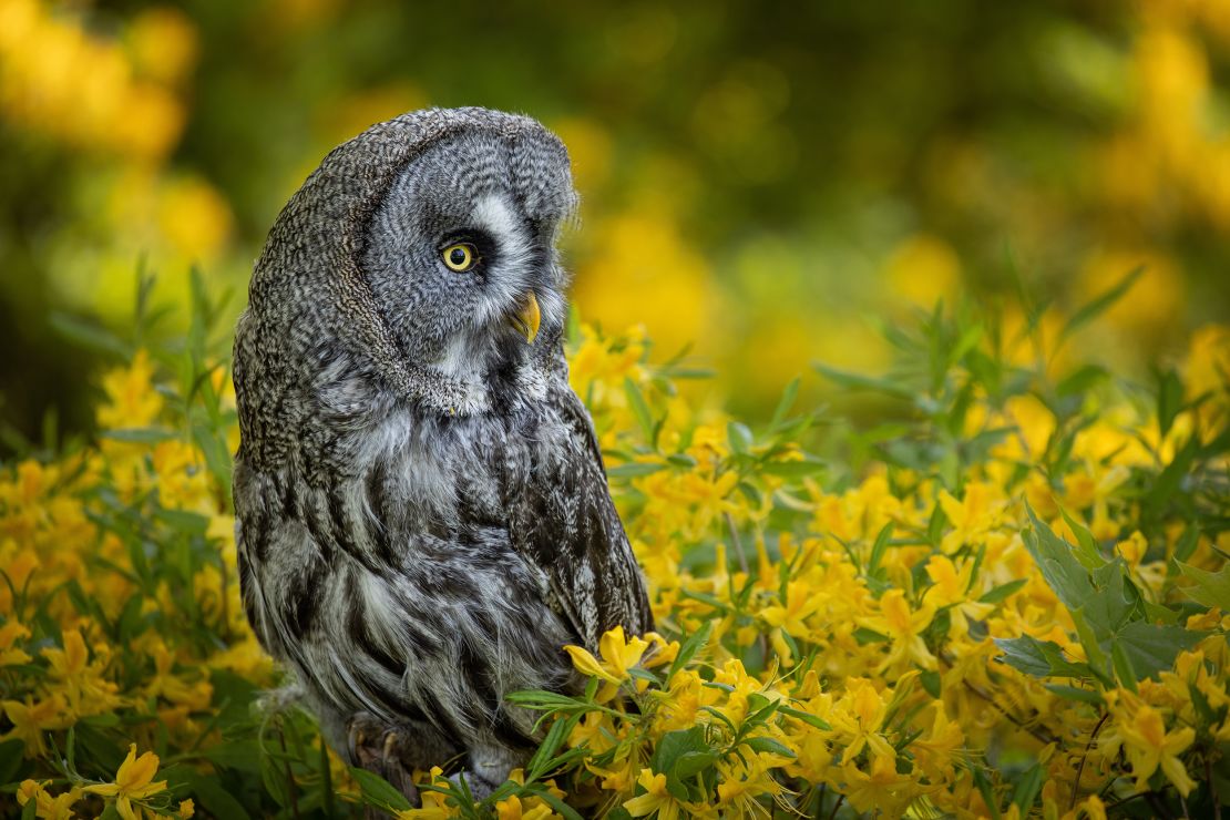 The great gray owl shuns traditional hooting in favor of a low-pitched hooing.