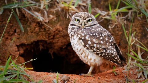 The burrowing owl marches to the beat of their own drum. 