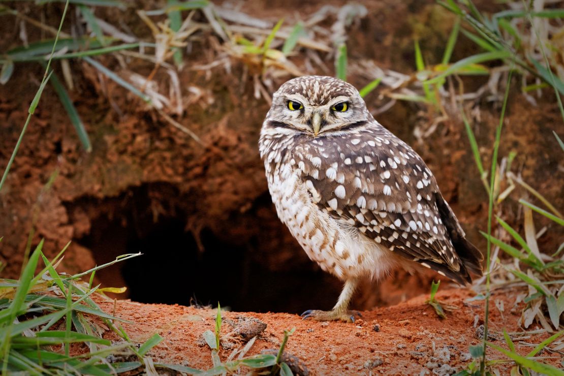 The burrowing owl marches to the beat of its own drum.