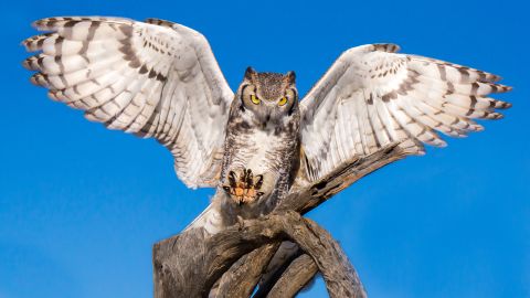 The great horned owl likely comes to mind when you're thinking of an owl with bright eyes and an impressive face. 