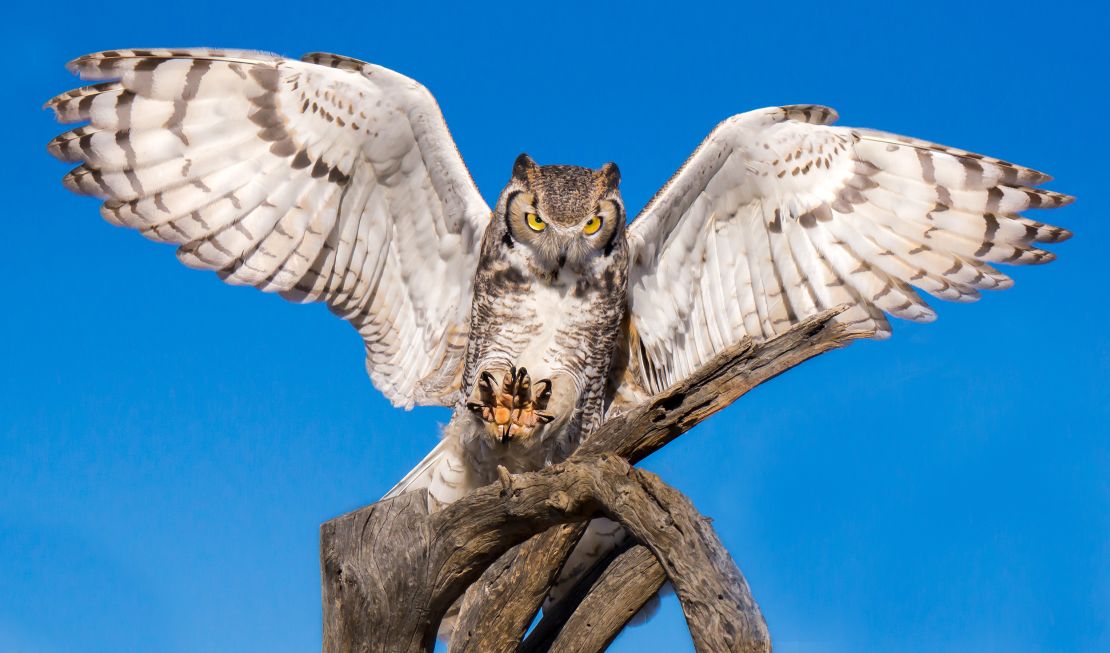 The great horned owl likely comes to mind when you're thinking of an owl with bright eyes and an impressive face.