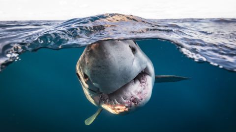 Matty Smith won the British Underwater Photographer of the Year category for this photograph of a great white shark, taken at the North Neptune Islands in Australia.