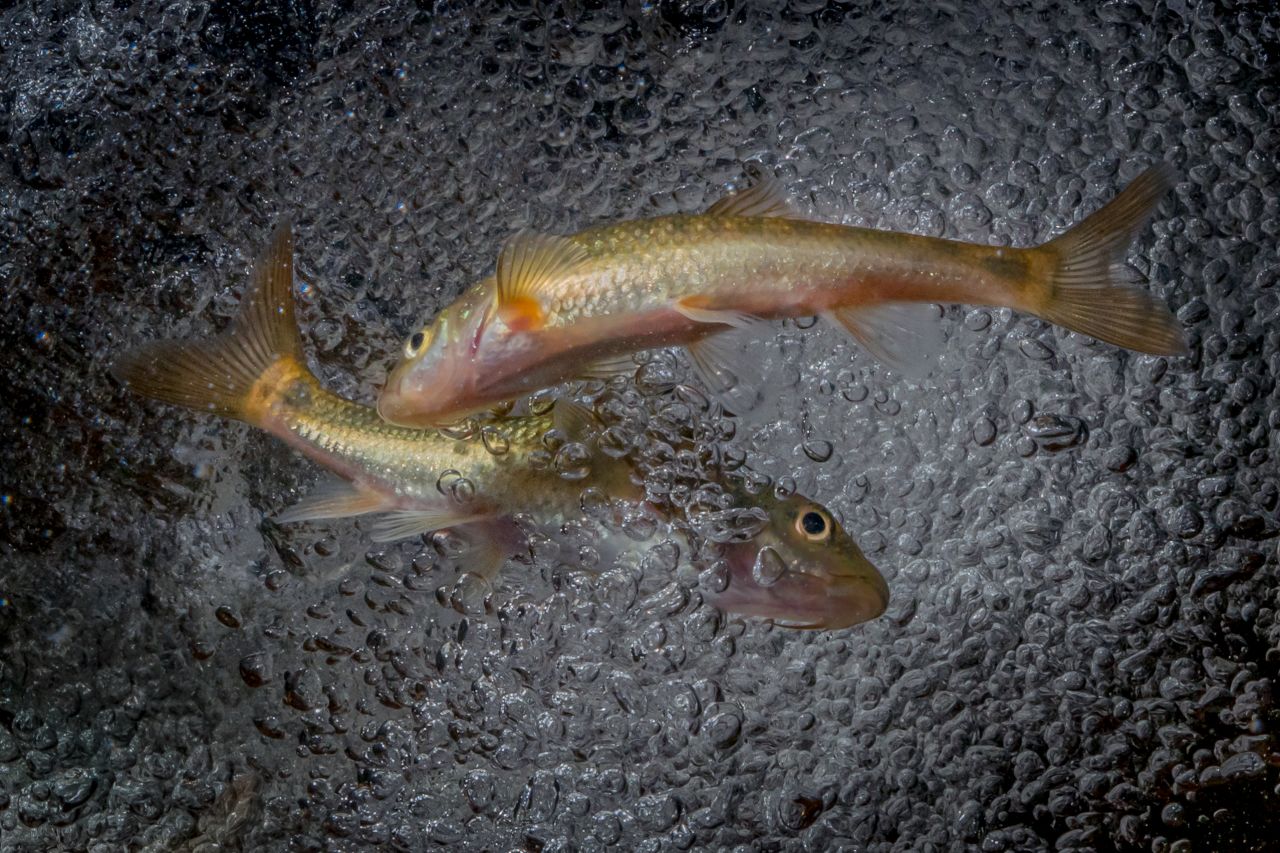Freshwater fish are often neglected by conservationists in favor of their brightly colored, more photogenic ocean relatives. But Cape Town-based biologist and photographer <a href="https://www.jeremymarkshelton.com/" target="_blank" target="_blank">Jeremy Shelton</a> bucks the trend, photographing fish like these Breede River redfins.