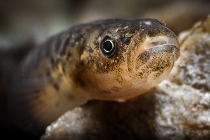 Focusing on freshwater fish is increasingly important, with as many as a third of global populations in danger of extinction and 80 species already extinct, according to a <a href="index.php?page=&url=https%3A%2F%2Fwwf.panda.org%2Fdiscover%2Four_focus%2Ffreshwater_practice%2Fthe_world_s_forgotten_fishes%2F" target="_blank" target="_blank">2021 WWF report</a>. A Cape galaxias is pictured here in the Sonderend River in the Western Cape of South Africa.