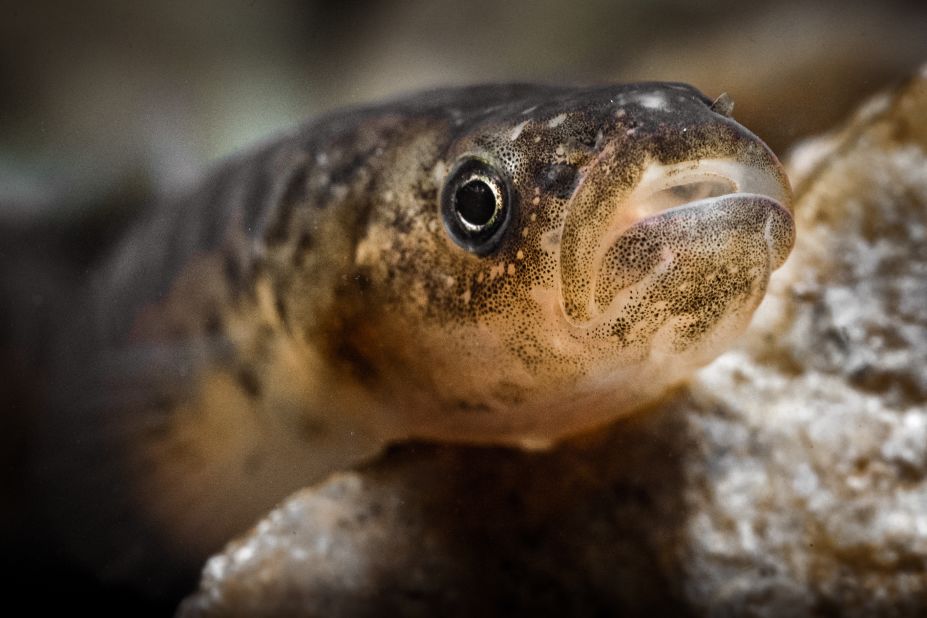 How can we protect freshwater fish species from extinction