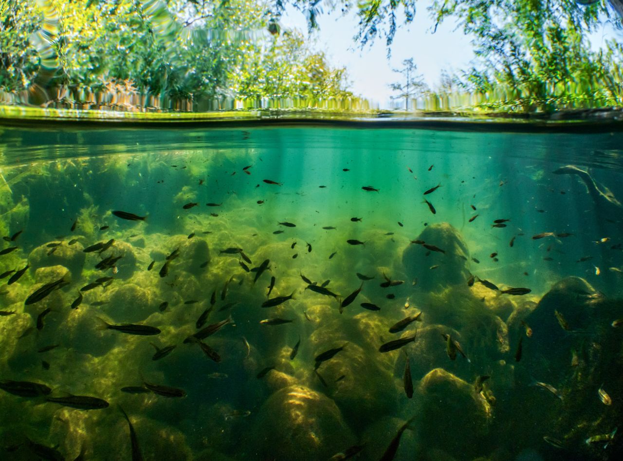 Survival of freshwater ecosystems is critical both for biodiversity and for people. They provide clean water for drinking, agriculture and sanitation. Pictured here is the Rondegat River, Cederberg, which was the site of an alien fish eradication program in 2012. Since then, biodiversity in the area has flourished.