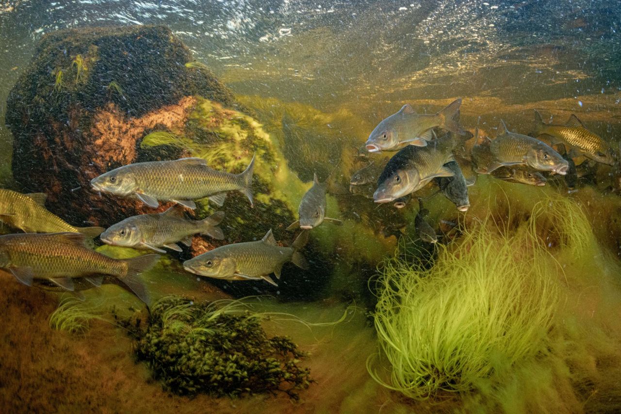 This picture shows Clanwilliam sawfin -- found only in the country's Northern and Western Cape provinces -- swimming in the Driehoek River. South Africa's rivers are home to exceptional biodiversity, with half of its freshwater fish species found nowhere else in the world, according to the <a href="http://biodiversityadvisor.sanbi.org/planning-and-assessment/national-biodiversity-assessment-nba-2018/" target="_blank" target="_blank">2018 national biodiversity assessment</a>.