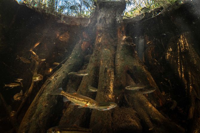 However, freshwater fish are also the most threatened species group in South Africa and wetlands and rivers are under more pressure than any other ecosystem, the report says. Pictured here are red minnows in the Rondegat River.