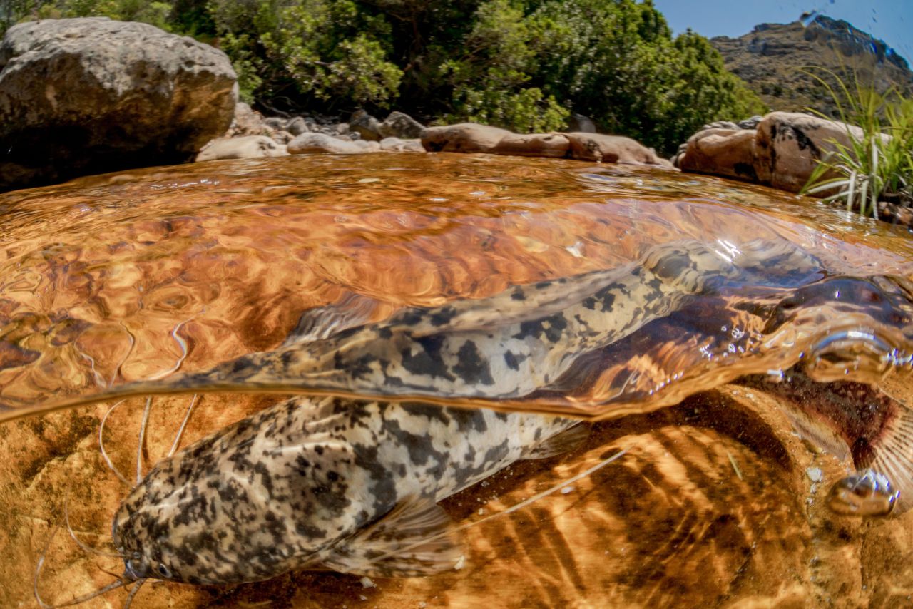 According to the report, the main threats to freshwater fish populations are habitat degradation, climate change and predation by invasive alien fishes, such as the sharptooth catfish (pictured).