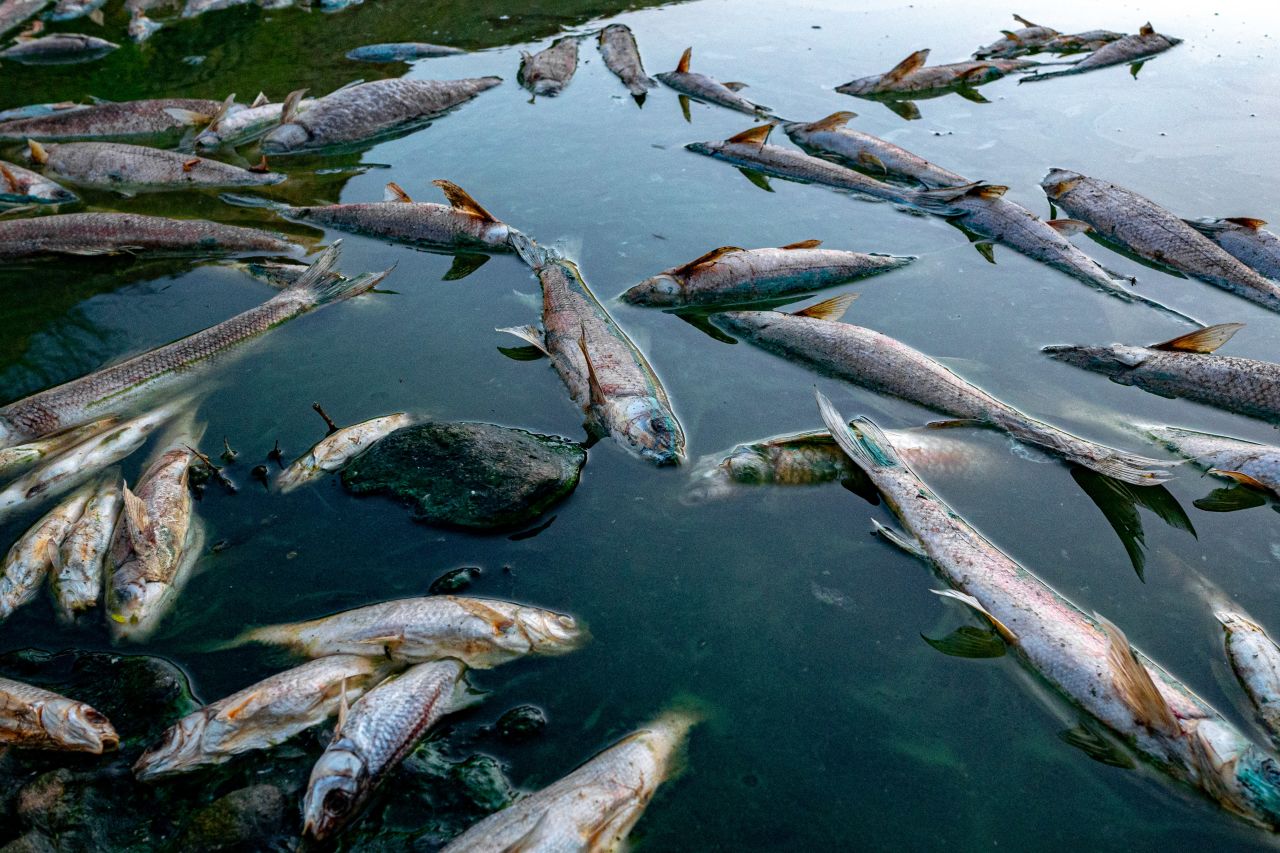 These dead fish are pictured in the Gouritz River, a dry part of the Western Cape. Shelton says that the fish were killed due to excessive water extraction and a harmful algal bloom.