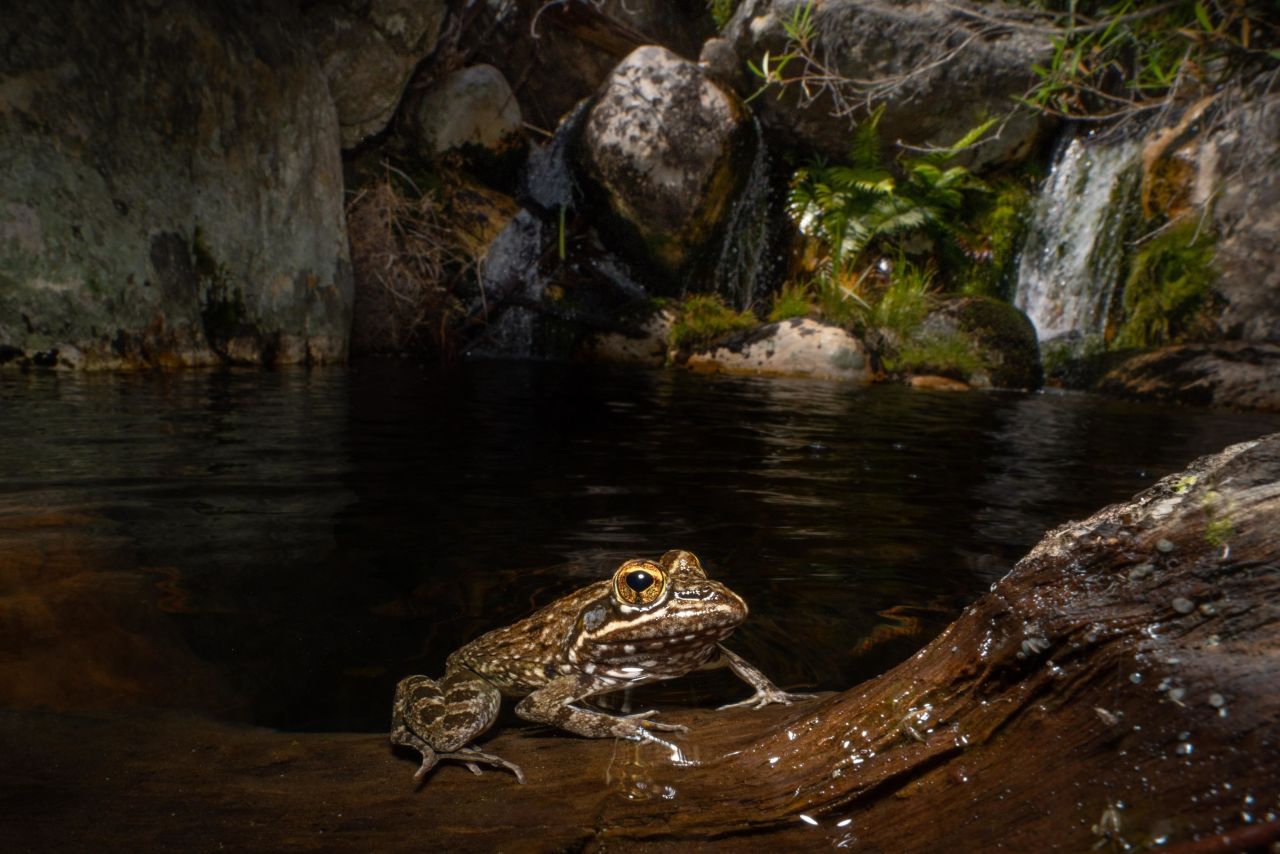 But fish aren't the only subject of Shelton's photographs. Rivers and wetlands support a diversity of life, from amphibians like the Cape river frog (pictured), to river crabs, insects and water snakes.