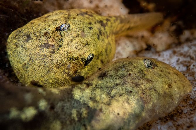 Pictured here are critically endangered ghost frog tadpoles, found only in South Africa. The main threats to the species, according to the <a href="index.php?page=&url=https%3A%2F%2Fwww.iucnredlist.org%2Fspecies%2F9773%2F77164671%23assessment-information" target="_blank" target="_blank">International Union for Conservation of Nature</a>, are agriculture and aquaculture, human disturbance, water management and invasive non-native species. 
