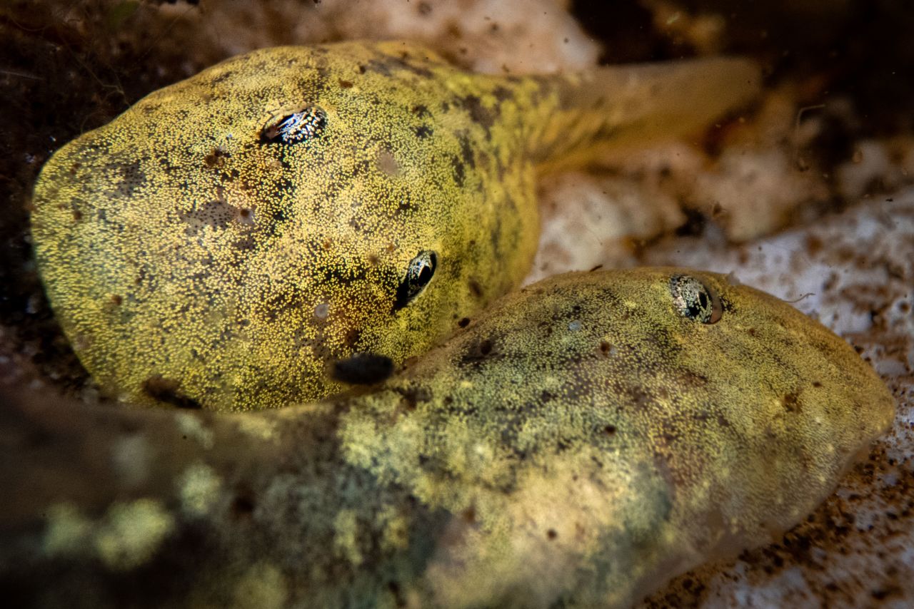 Pictured here are critically endangered ghost frog tadpoles, found only in South Africa. The main threats to the species, according to the <a href="https://www.iucnredlist.org/species/9773/77164671#assessment-information" target="_blank" target="_blank">International Union for Conservation of Nature</a>, are agriculture and aquaculture, human disturbance, water management and invasive non-native species.