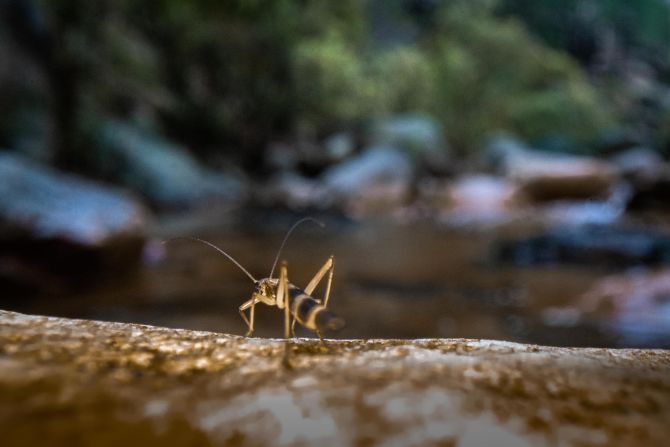 The stonefly (pictured) acts as a healthy river indicator, explains Shelton. As one of the most sensitive invertebrates in South Africa, its presence indicates that the water quality is good and fit for human use. But if it disappears, it's a sign of pollution or some other disturbance, he says.  