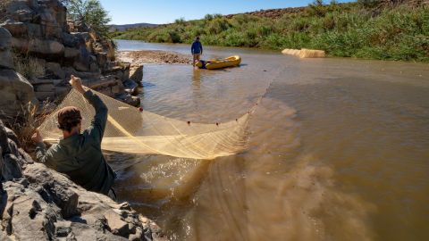 Scientists survey threatened freshwater fish in the Doring River, South Africa. 