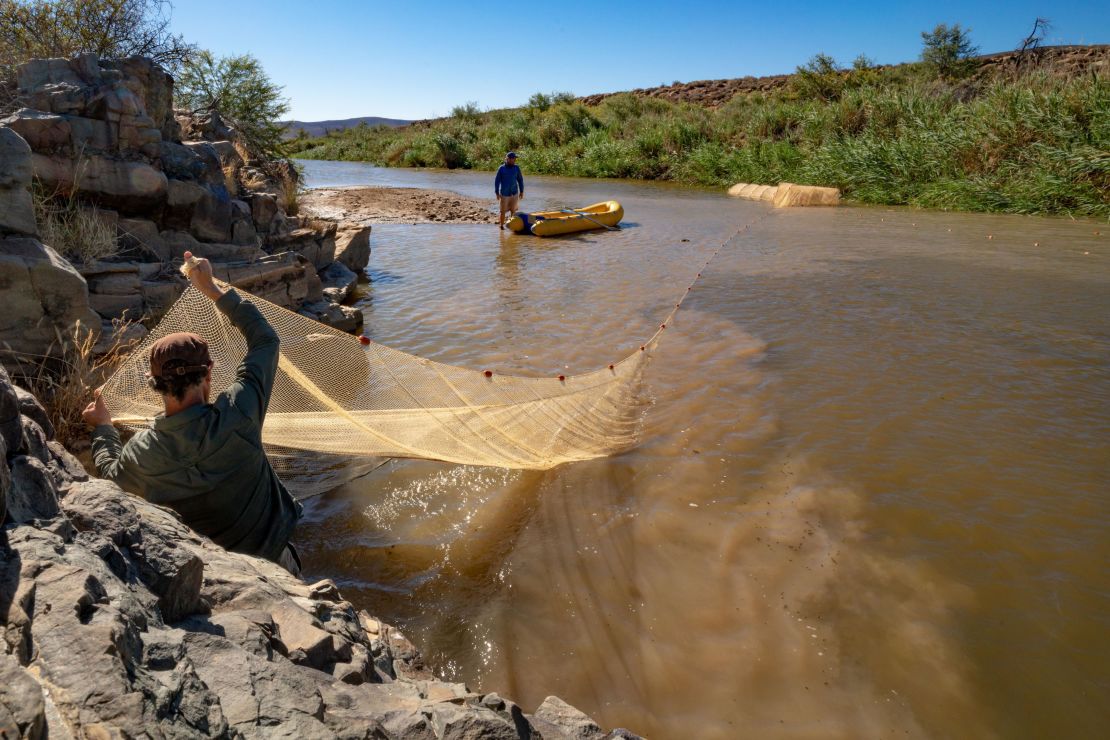 Scientists survey threatened freshwater fish in the Doring River, South Africa. 
