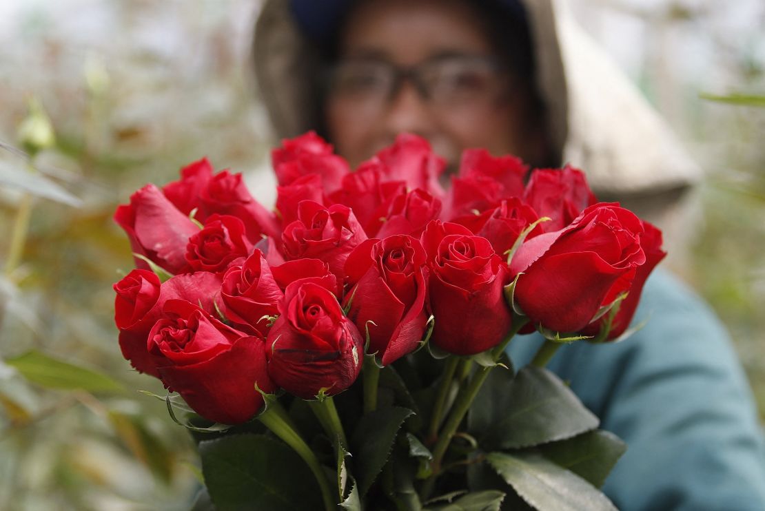 A worker holds a bunch of roses on a flowers plantation in El Rosal, near Bogota, on January 25, 2022. - Colombian flowers industry export millions of roses and all kind of flowers around the world ahead of Valentine's Day on February 14. (Photo by DANIEL MUNOZ / AFP) (Photo by DANIEL MUNOZ/AFP via Getty Images)