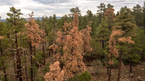 In an aerial view of stressed and dying pine trees made vulnerable to pine bark beetles near Flagstaff, Arizona.