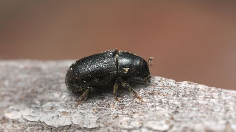 A common pine shoot beetle.