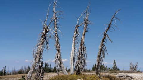 Dead fir trees killed by the pine bark beetle in the Manti-La Sal National Forest in the Wasatch Mountains, Utah.