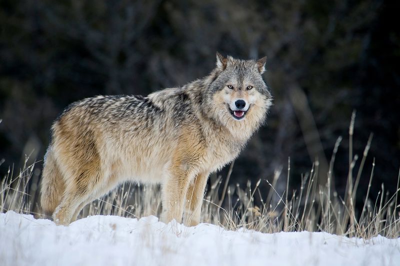 Gray wolves are relisted in Endangered Species Act | CNN