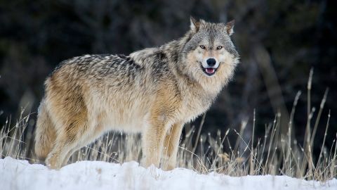 Male Gray Wolf (Canis lupus)