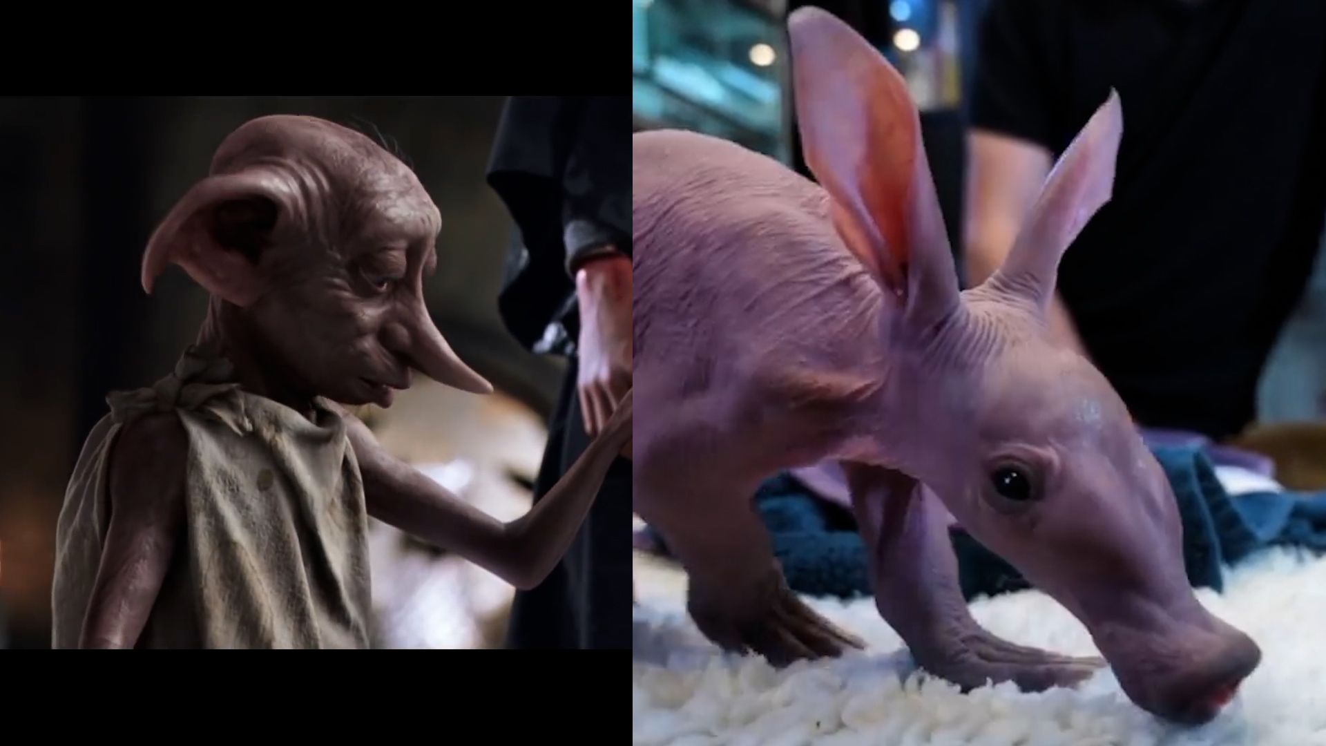 Meet Dobby, newborn aardvark who looks like 'Harry Potter' character