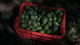 A crate of avocados during a harvest at a farm near Perivan, Michoacan sate, Mexico, on Friday, Sept. 24, 2021. 