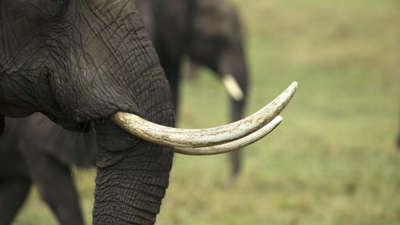 African savannah elephants are often poached for their tusks.