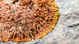 EMBARGOED 2/15/22 12AM EST Folmannia orthoclada on rock in Atacama Desert, northern Chile (March 2020). This lichen contains a Trebouxia photobiont.