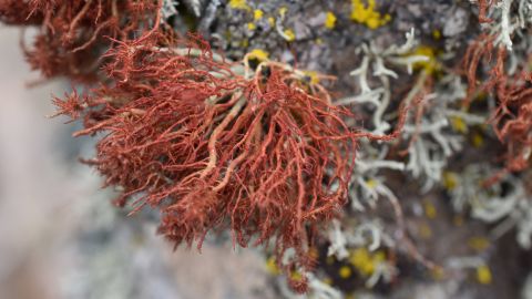 Algae enjoys a symbiotic relationship with a fungus, living inside this lichen on a rock in the Atacama Desert.