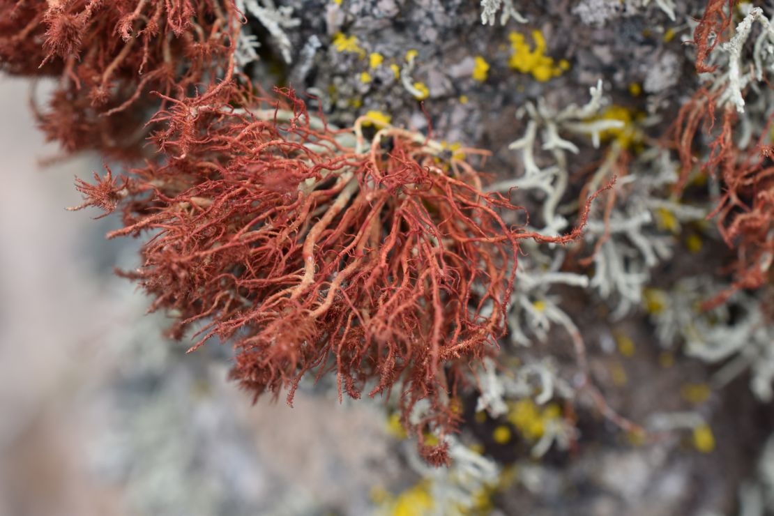 Algae enjoys a symbiotic relationship with a fungus, living inside this lichen on a rock in the Atacama Desert.