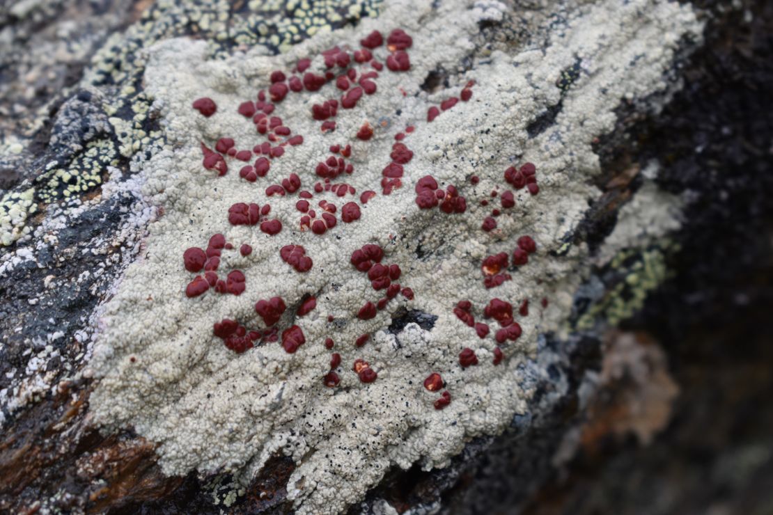 As the climate changes, algae may have to disperse to new environments and may not be able to thrive in extreme habitats, like the Alaskan tundra.