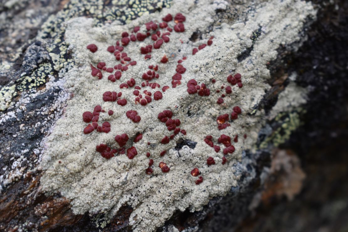 As the climate changes, algae may have to disperse to new environments and may not be able to thrive in extreme habitats, like the Alaskan tundra. 