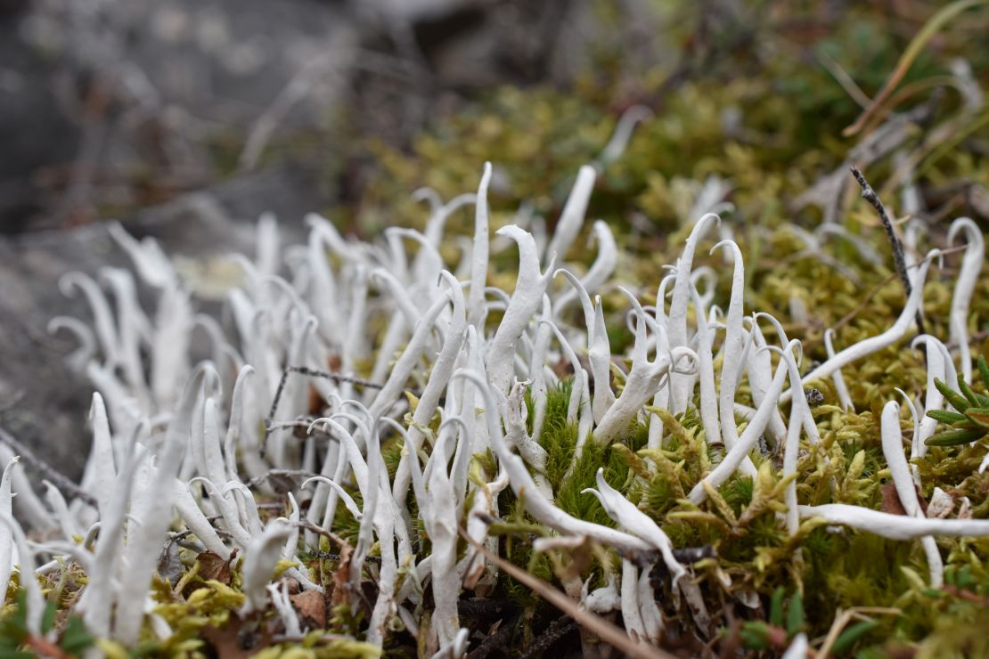 Lichen takes many forms all over the world, like this spaghetti lichen growing in the Alaskan tundra.