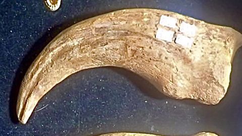 A dinosaur claw valued at $25,000 was stolen at a gem show in Tucson, Arizona, police said.