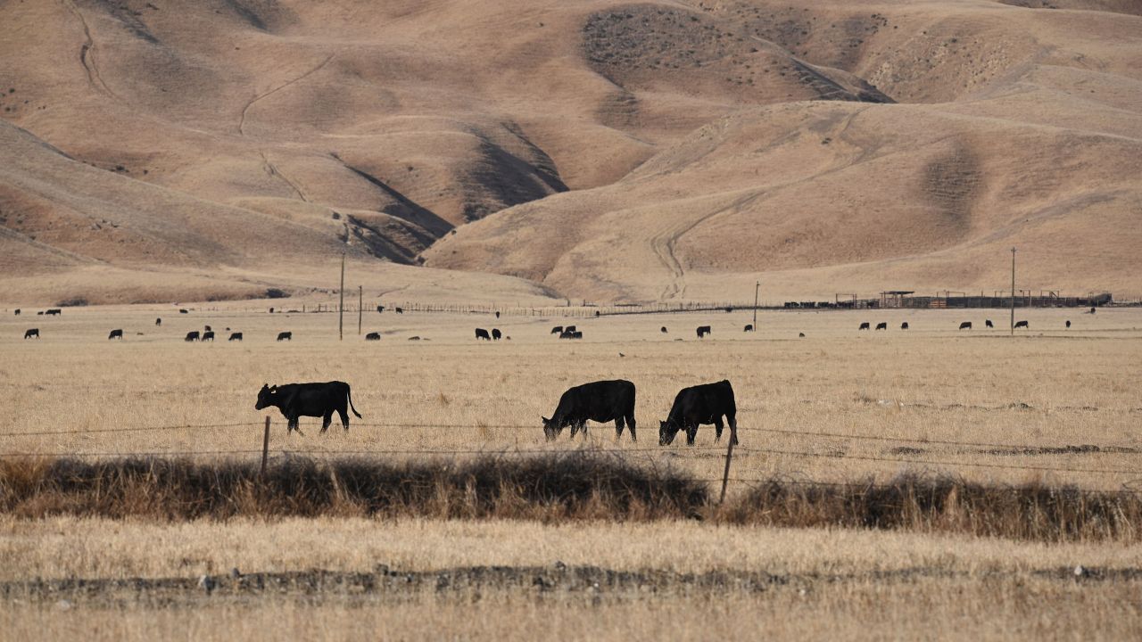 Cows graze on dry grass in California's drought-stricken Central Valley in July.