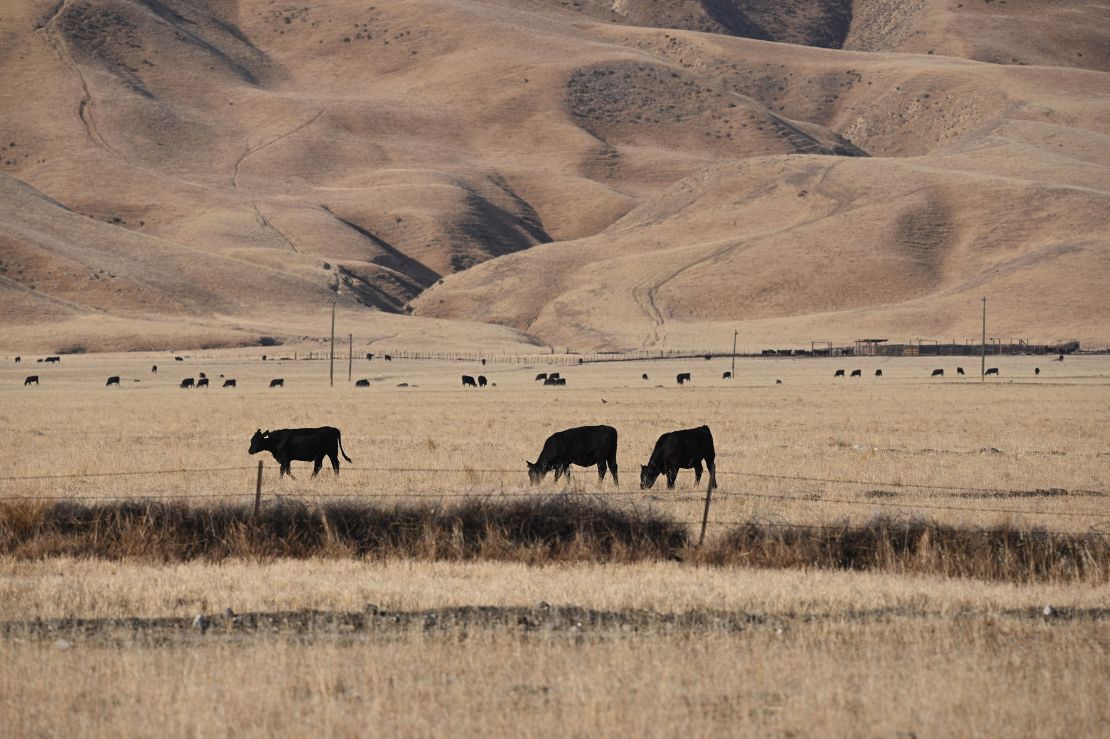 Cows graze on dry grass in California's drought-stricken Central Valley in July.
