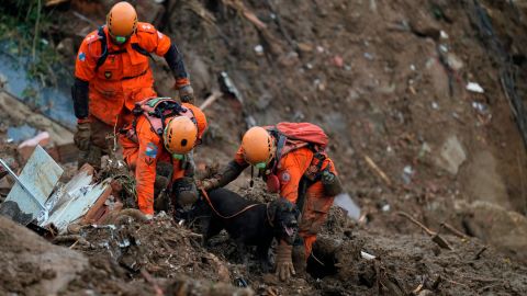 Rescuers use a sniffer dog to search for survivors.