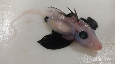 The newly hatched ghost shark discovered by the team of scientists.